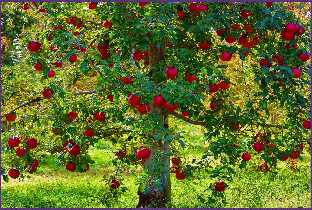 「紅フジ林檎」