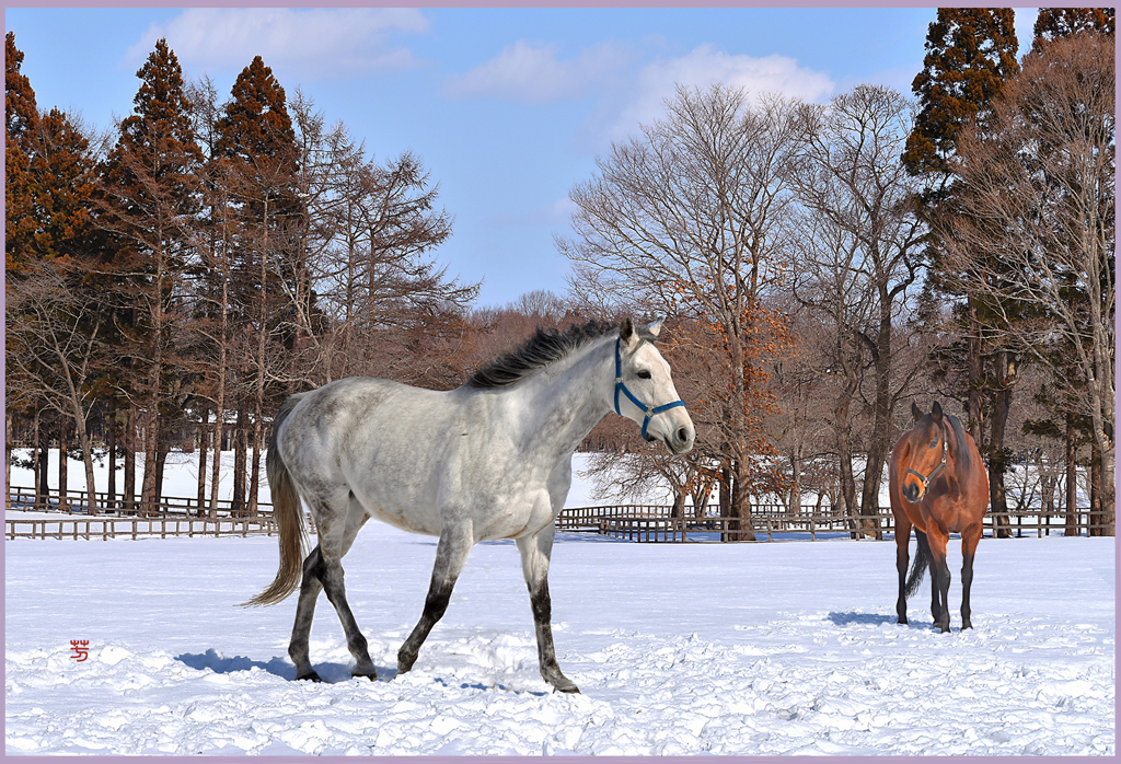 「2019　まきば春風　Ⅱ」