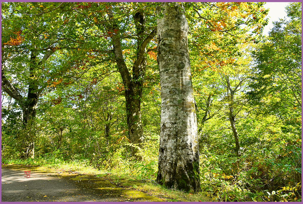 初秋のブナ林　(南八甲田山）