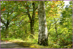 初秋のブナ林　(南八甲田山）