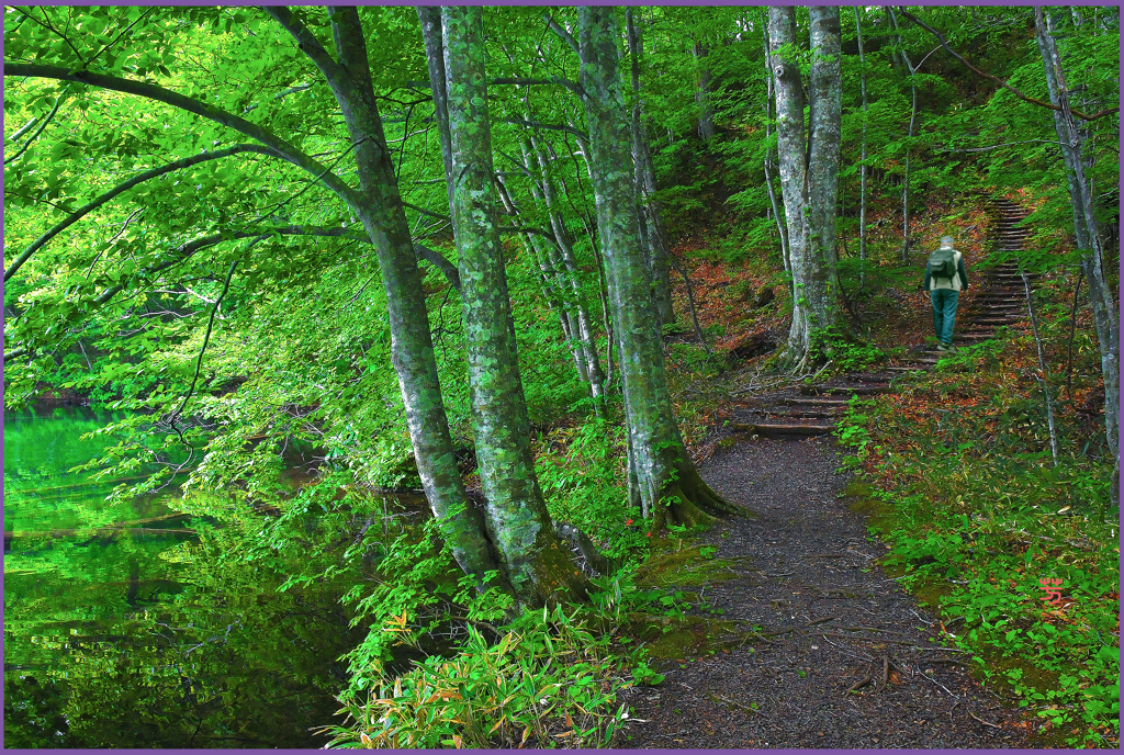 「新緑.野鳥の森遊歩道」