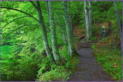 「新緑.野鳥の森遊歩道」