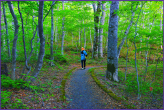 「新緑のブナ小路Ⅲ」