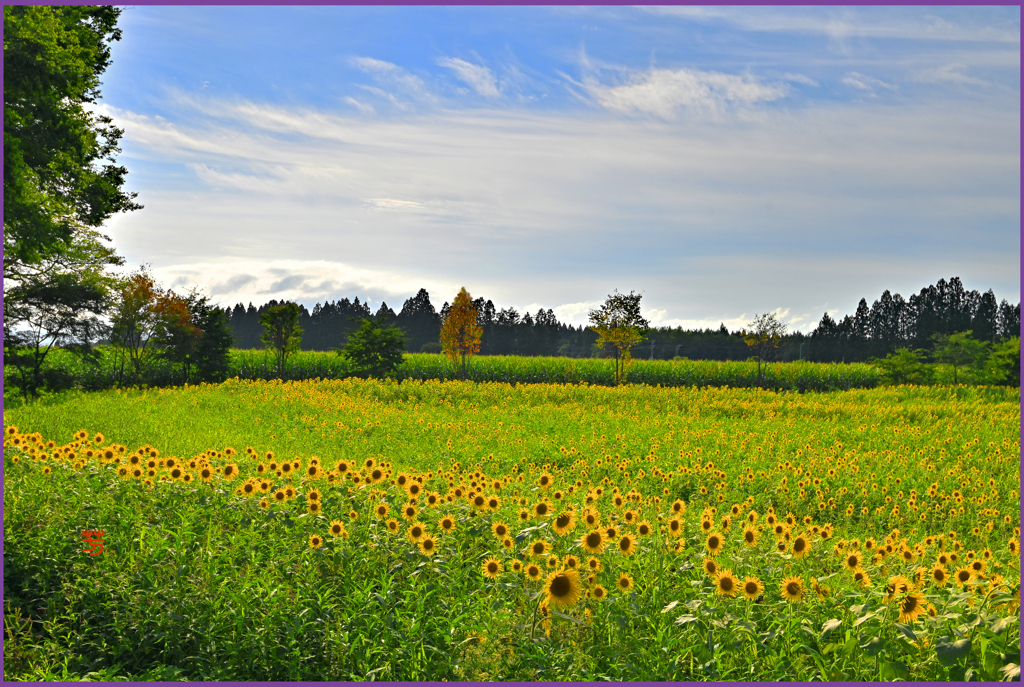 「向日葵のまきばⅡ」