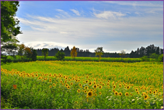 「向日葵のまきばⅡ」