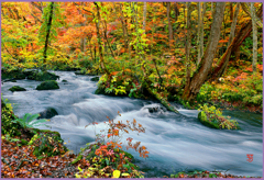 奥入瀬.錦絵図 Ⅲ