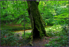 「ヒョウタン沼の神木」