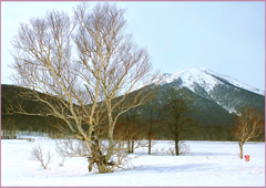 八甲田山.雛岳「映えるダテ樺」　
