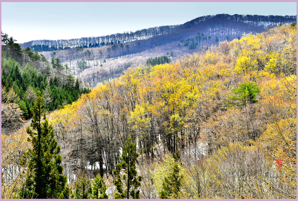 北国の春 「残雪と若萌黄Ⅱ」