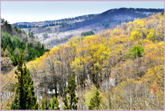 北国の春 「残雪と若萌黄Ⅱ」