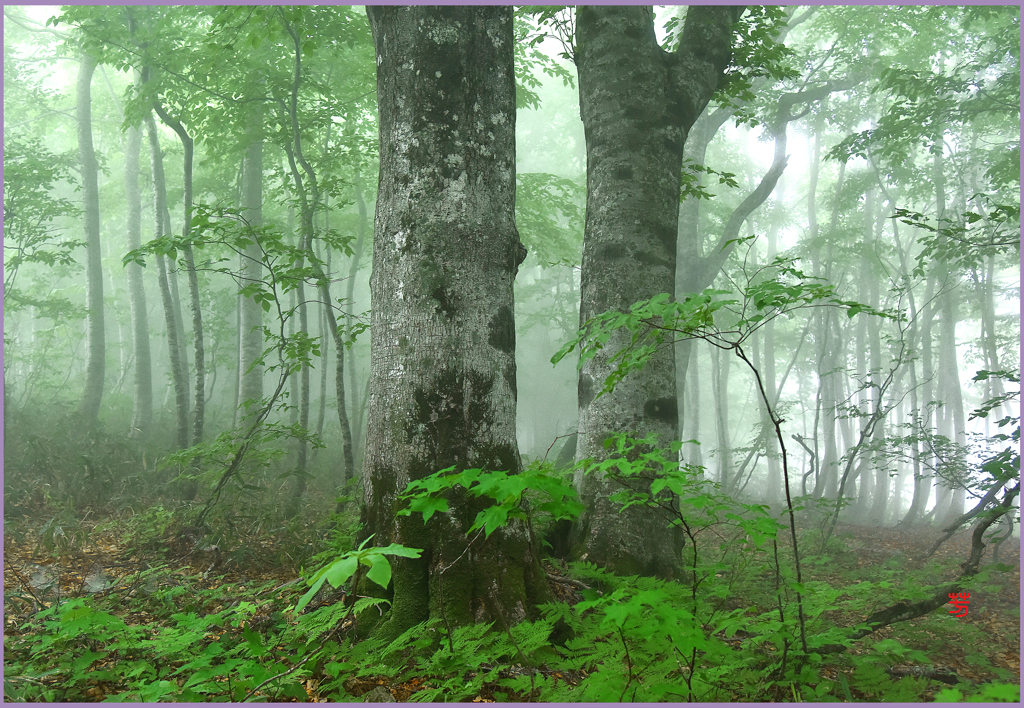 霧のブナ林