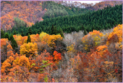 里山紅葉Ⅱ