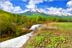 北八甲田山.残雪と春紅葉　Ⅱ
