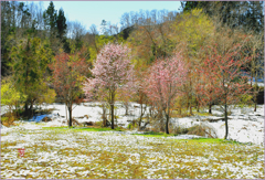 山里の春 3