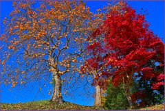 「柿に願いを」