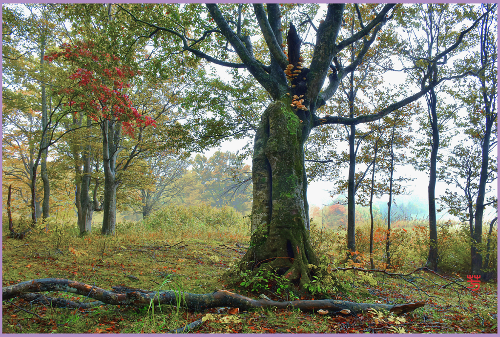 八甲田山「霧のブナ大樹」