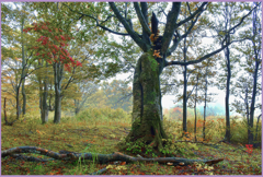 八甲田山「霧のブナ大樹」