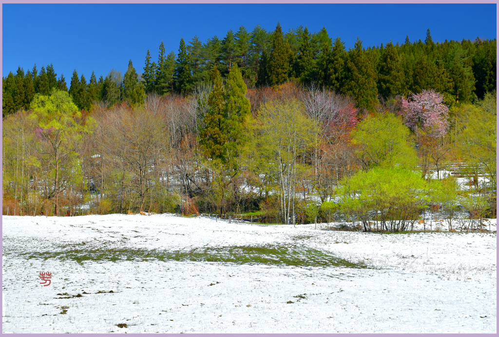 平成の名残り雪　2
