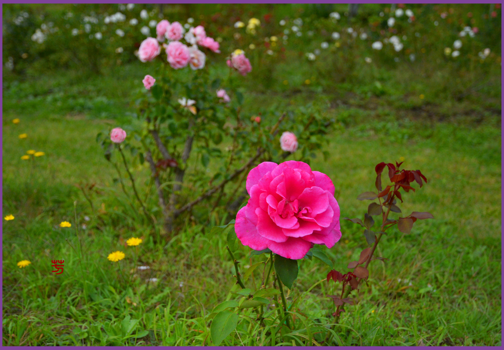 「東八甲田ローズカントリー」8
