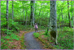 新緑.ブナ小路 Ⅱ