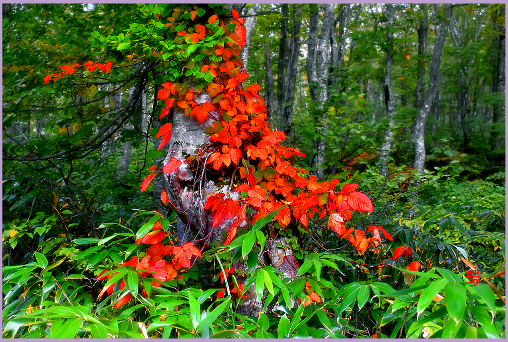 試着.赤いドレス