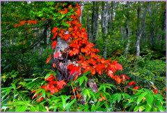 試着.赤いドレス