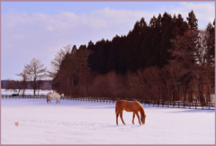 2019「まきば斜陽　Ⅱ」