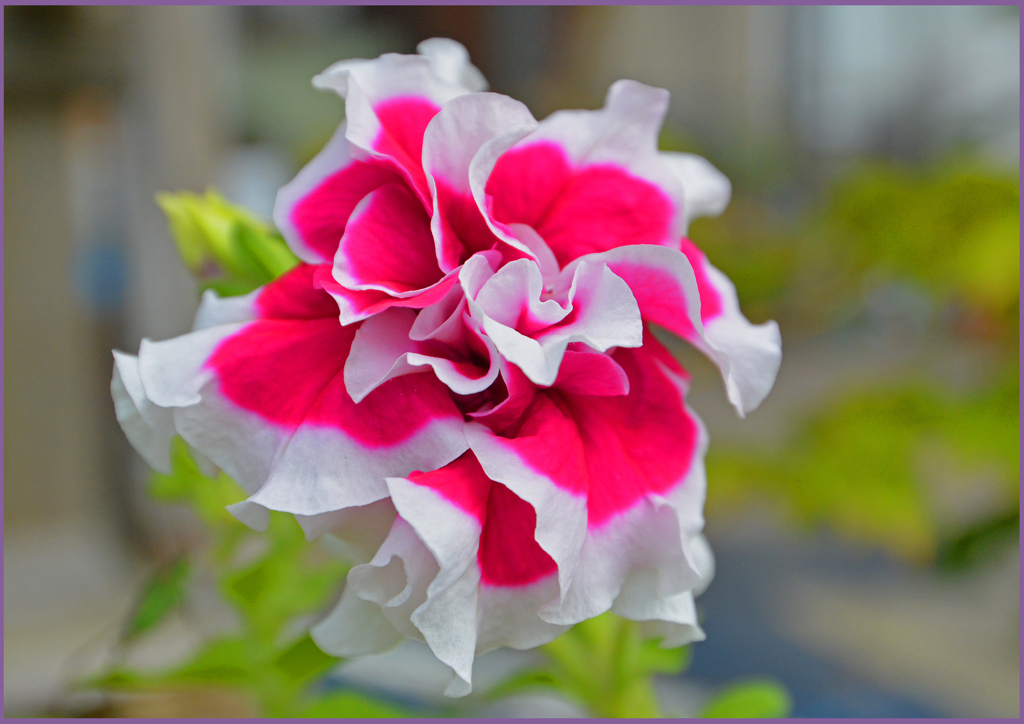 「初めて見る紅白の花」