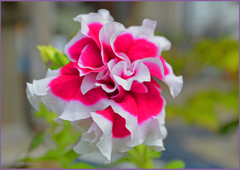 「初めて見る紅白の花」