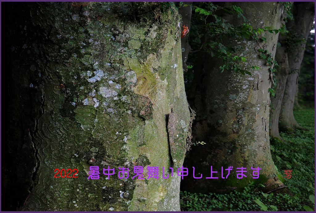 「旅立ちの朝」