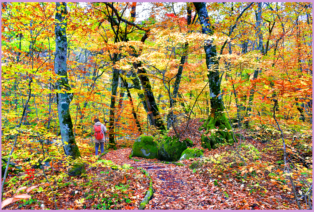 奥入瀬遊歩道　Ⅱ