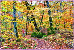 奥入瀬遊歩道　Ⅱ