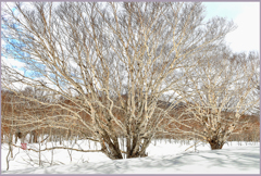 八甲田.田代平高原「ダテ樺」