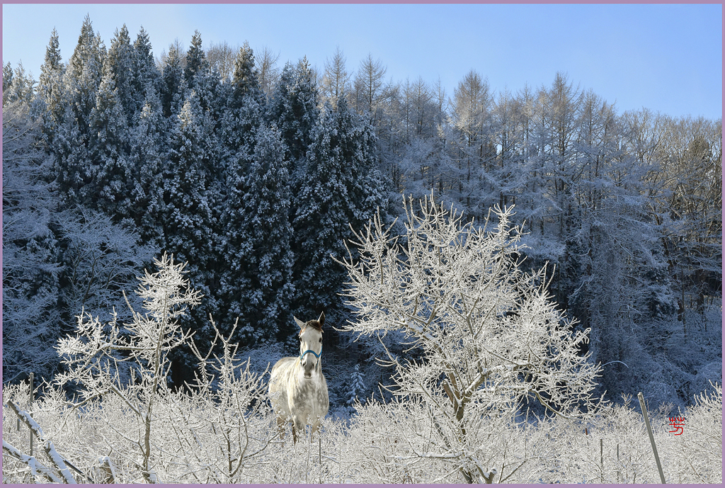 @ 　　　　樹氷の朝