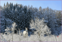 @ 　　　　樹氷の朝