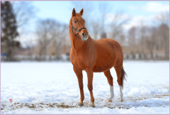 クイーン栗毛の眼差し
