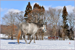 　「2019　まきば青空」