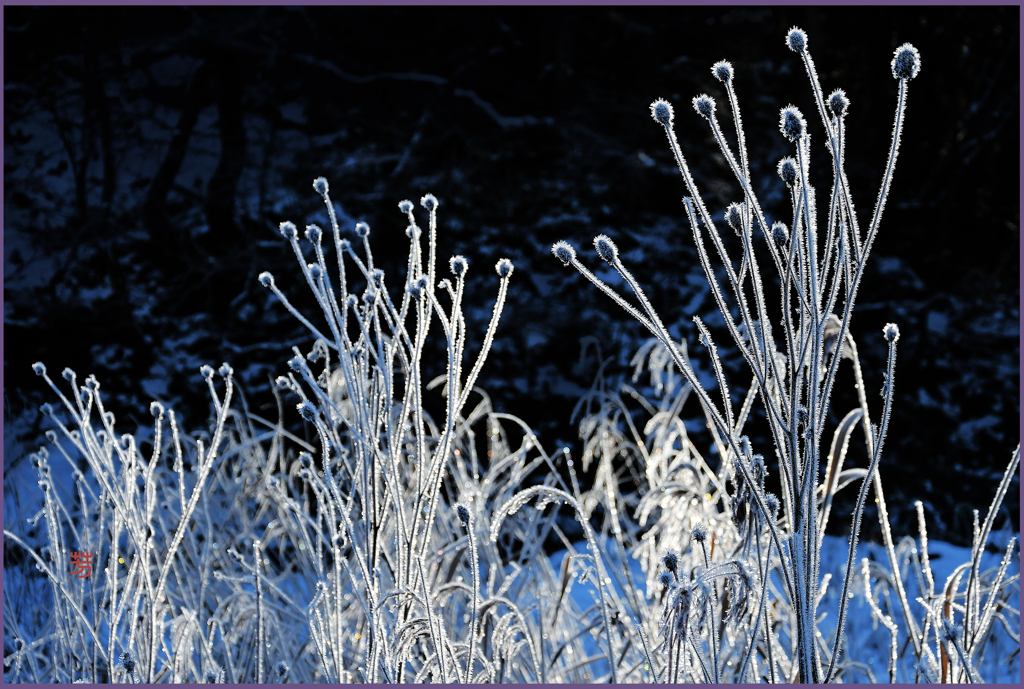 「霜化粧　Ⅰ」