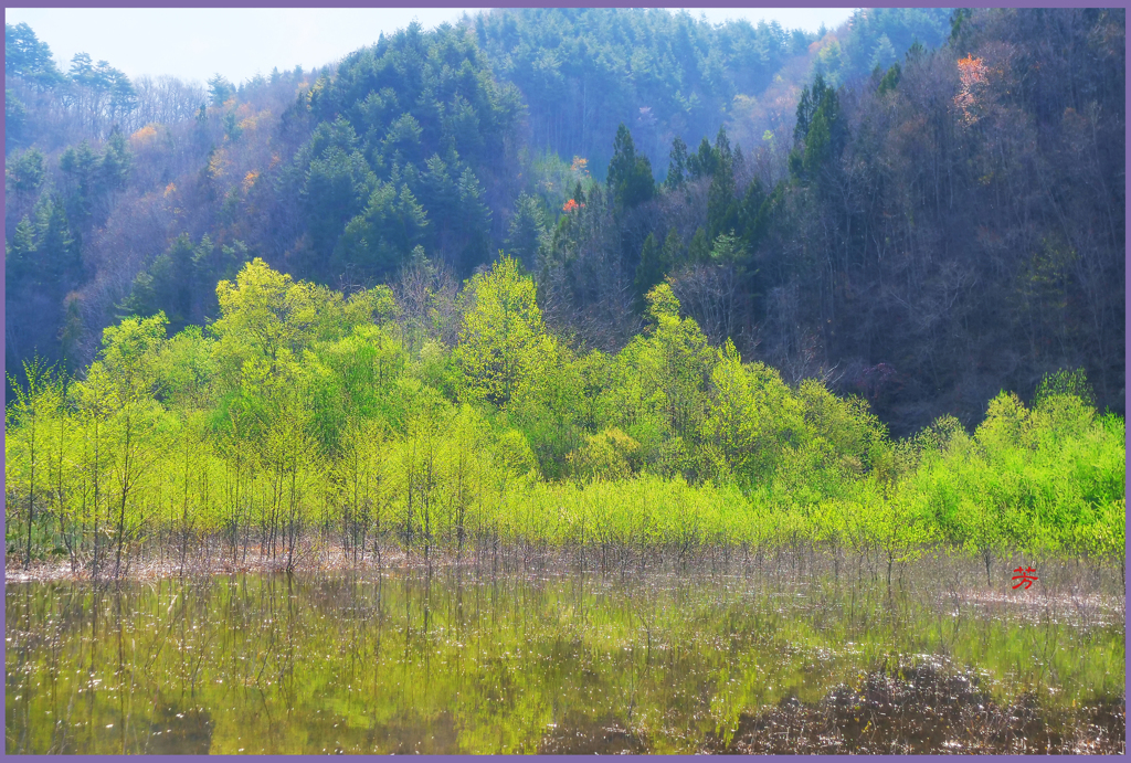 「陽春.春霞1」