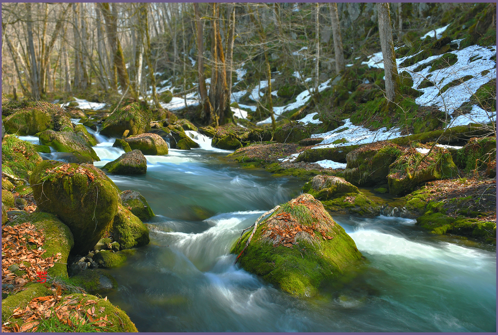 「早春の岩苔」