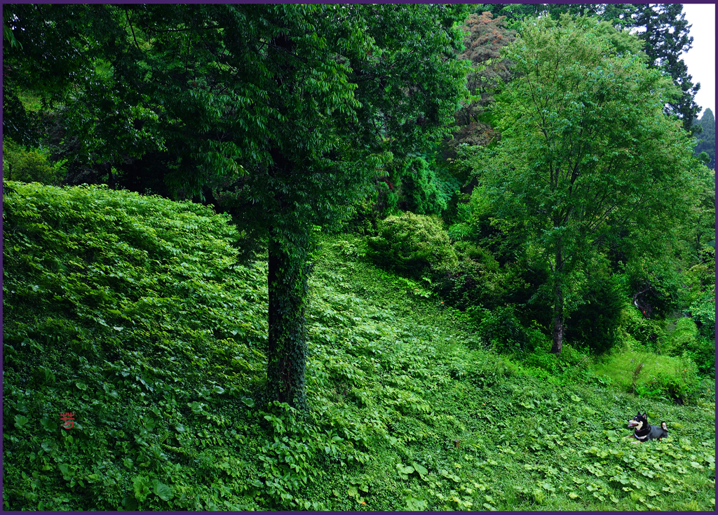 「初めての蝉音」