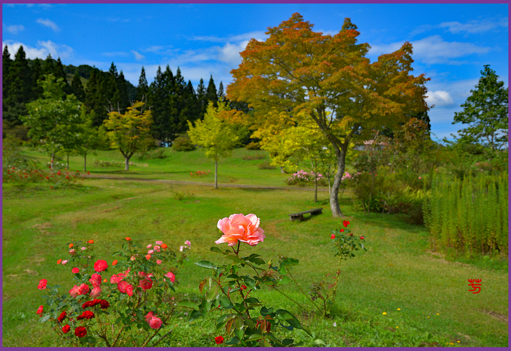 七戸「東八甲田ローズカントリー」9