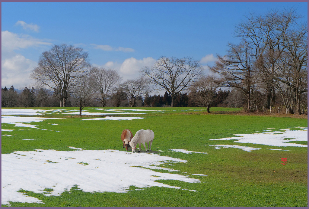 「早春のまきば 」