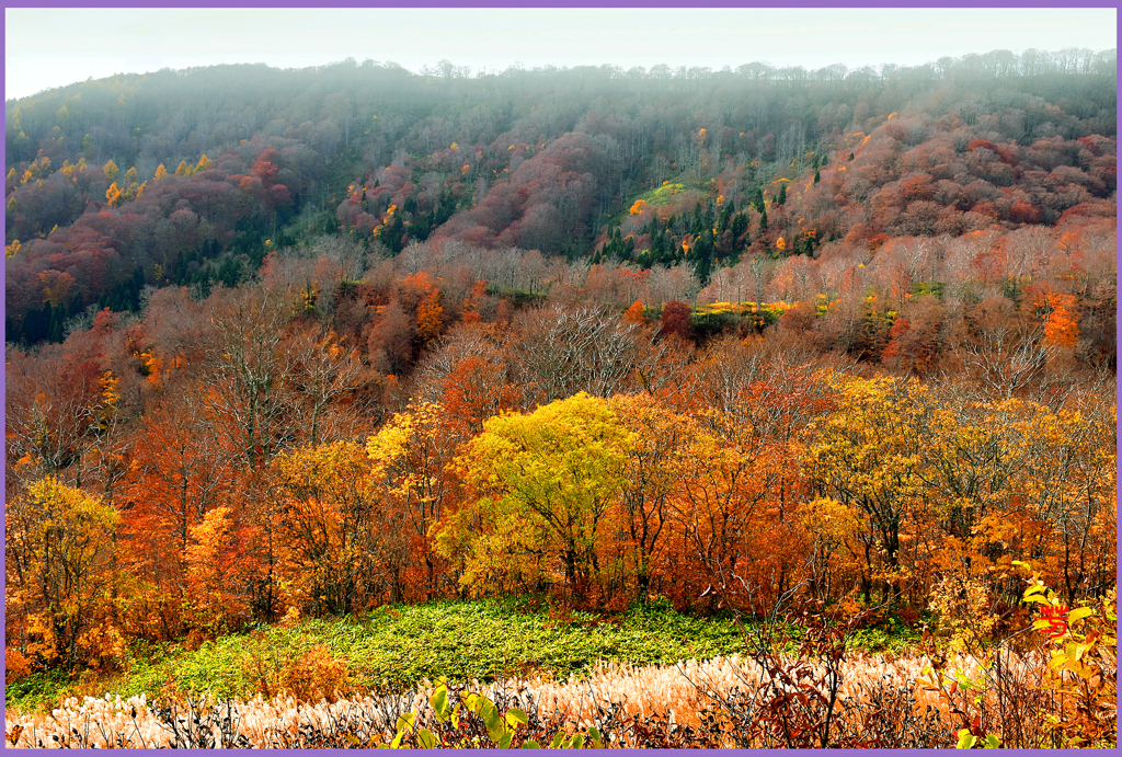 「燃ゆる最晩秋」Ⅱ