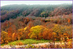 「燃ゆる最晩秋」Ⅱ