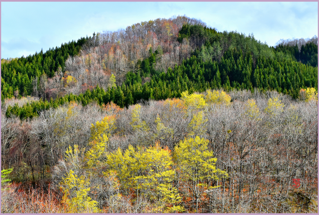 北国の春「若萌黄」