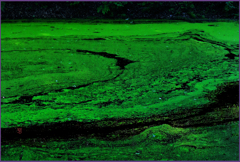 瓢箪池の瓢箪Ⅱ