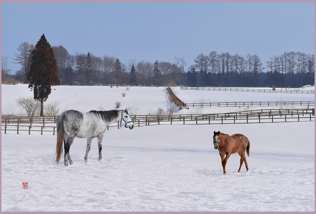 2019　白馬と栗仔馬　Ⅲ