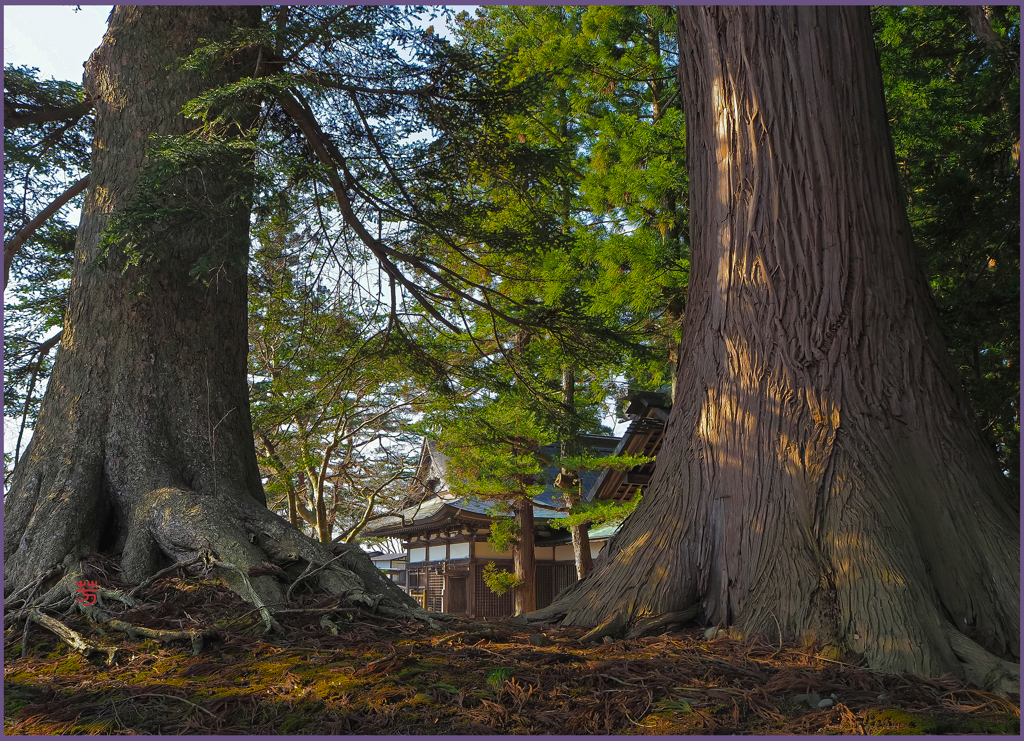 「城跡の大樹」