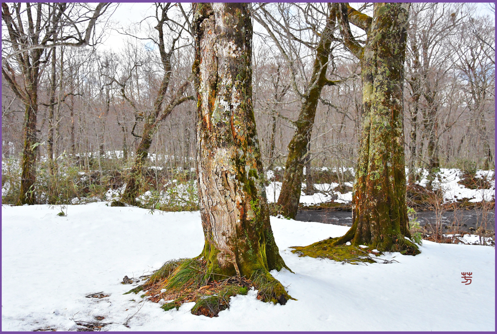 雪のブナ樹